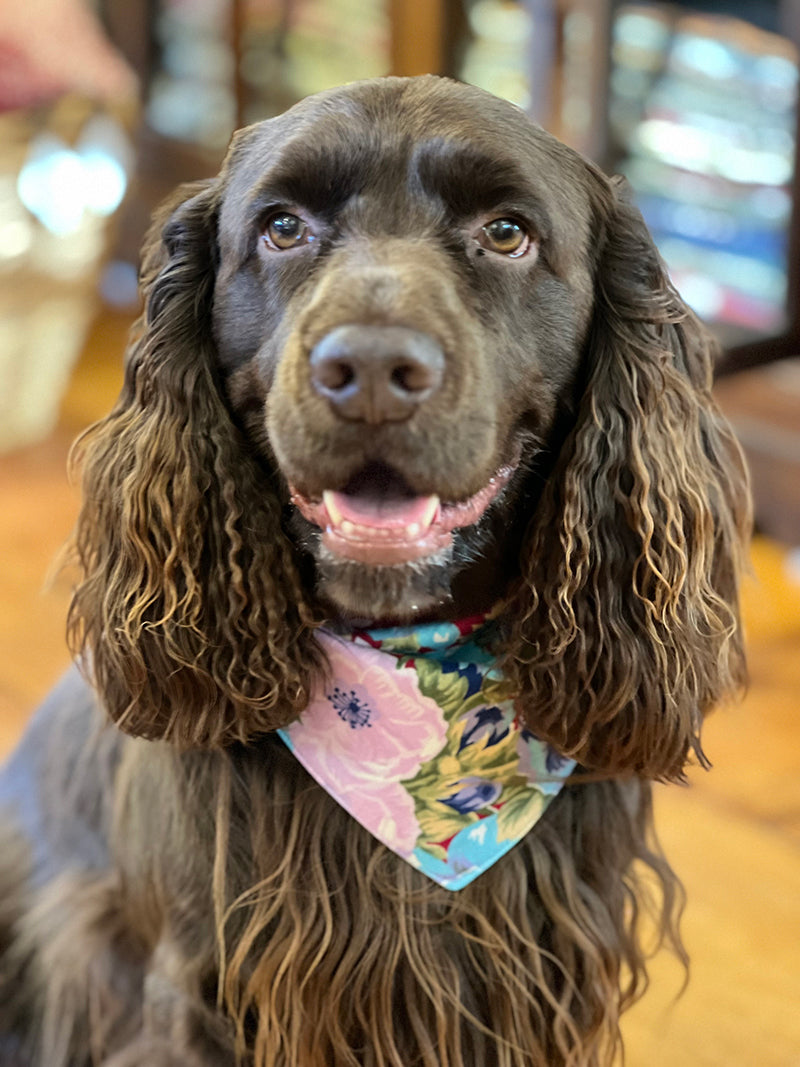 Reversible dog bandana made from designer fabrics, available in small, medium, and large sizes with tie closure on brown cocker spaniel.