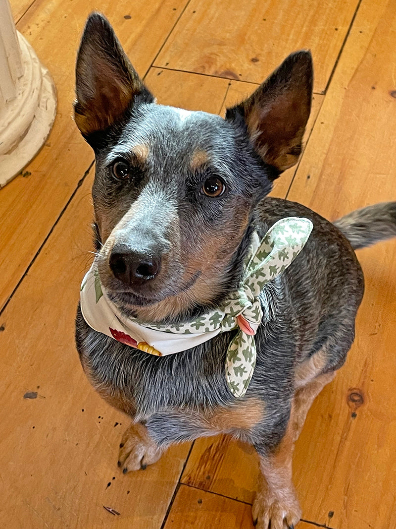Reversible dog bandana made from designer fabrics, available in small, medium, and large sizes with tie closure on queensland heeler.